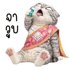 Grey cat Sabai! Tuatung