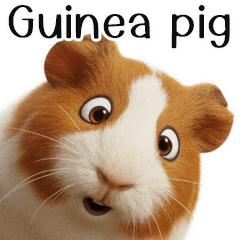 Guinea pigs-4