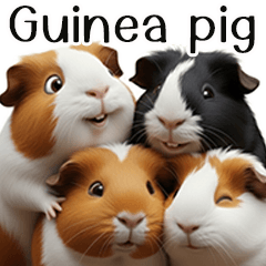 Guinea pigs-7