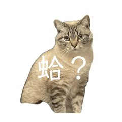 貓貓迷因貼圖meme me meme