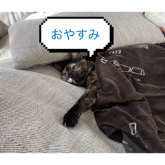 saaaaaa_20260212205546