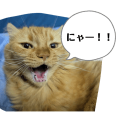 tomoki_20260212232738