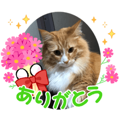 pip_20260213054628