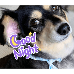 sendaijyo_20260212153552