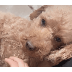 pfky_z_20260213095359