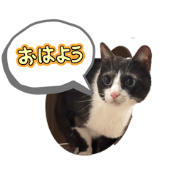 Mayu_20260212160701
