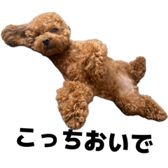 hare.ame_20260212164912