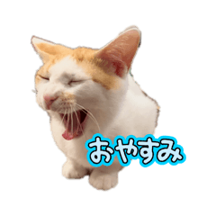 azuki_20260212214132