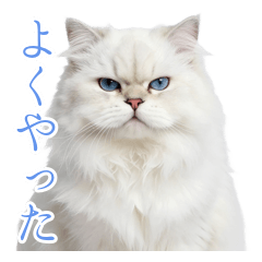 Lordly White Cat's Encouragement