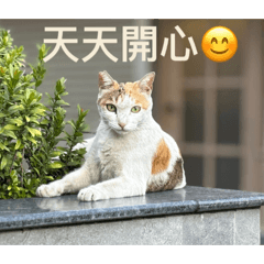 Caiii:333_20260212150903