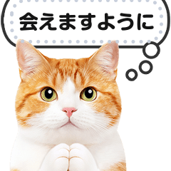 リアルな茶トラ・茶白猫で挨拶しよ ２