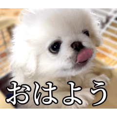 Pekio_20260212152806