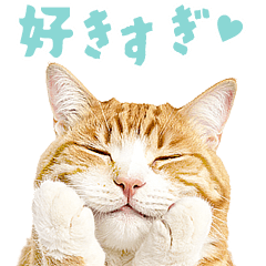 มีมแมวอ้วนตัวจริง / น่ารัก