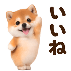 Dance Cute Mameshiba