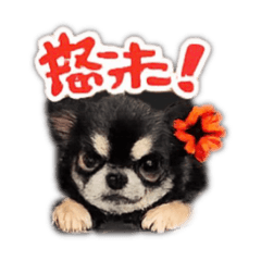 Miruku.moca_20260212230630