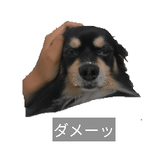 Subaru dog Products_20260210131616