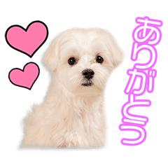 小関家のペコちゃん