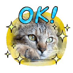 temari_20260212173949