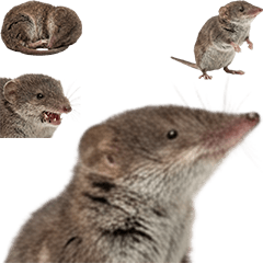 BIG! Shrew (Realistic)