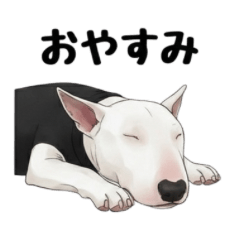 Bull-Bull-Bull Terrier