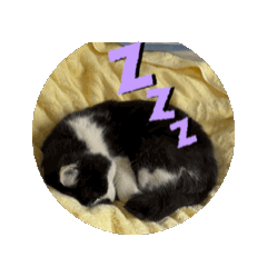 Nyani_20260213114300