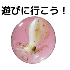 Yotchan's Reef Squid_20260213125024