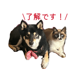 Suzu_20260212180303