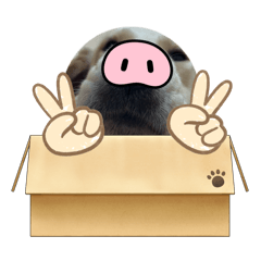 Hinamaru_20260212185930