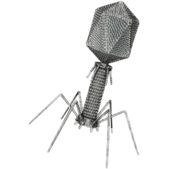 BIG! Bacteriophage!