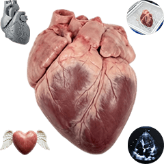 BIG! Heart (Realistic)