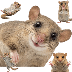 BIG! African Dormouse (Realistic)