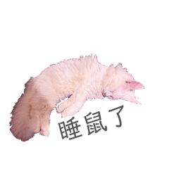 小貓咪集合囉（全家福）