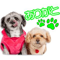 伊藤家のチョコ＆ココちゃん