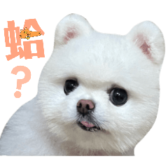 博美球球的萌萌日常2