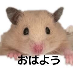 hiina_20260213132514