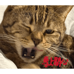 三百萬幸福胖虎馬上賀年