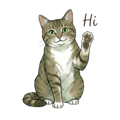 我的貓兒子Sunny