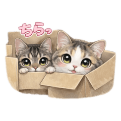 maron_20260212202157