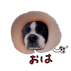 gurico_20260212201810