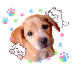 Miiimii DoG 'Naughty_20260213114057