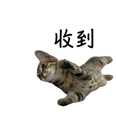 肥肥的生活日常2（小峰初登場）