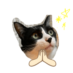 nyachan_20260213130412