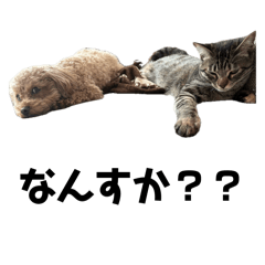 hare.ame_20260213131159