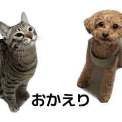 hare.ame_20260213131434