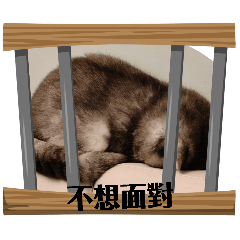 厭世小屁貓日常