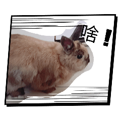 花（生）芝（麻）丸的日常