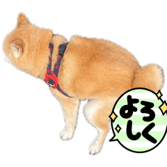 NAMIKI_20260212211107