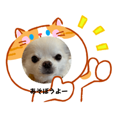 chicchi_20260212211107