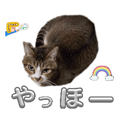 manamana_20260212210924