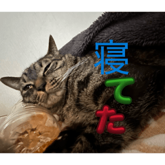 スーパー猫スタンプx